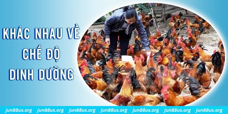vn58 Đại Chiến Đỏ Đen