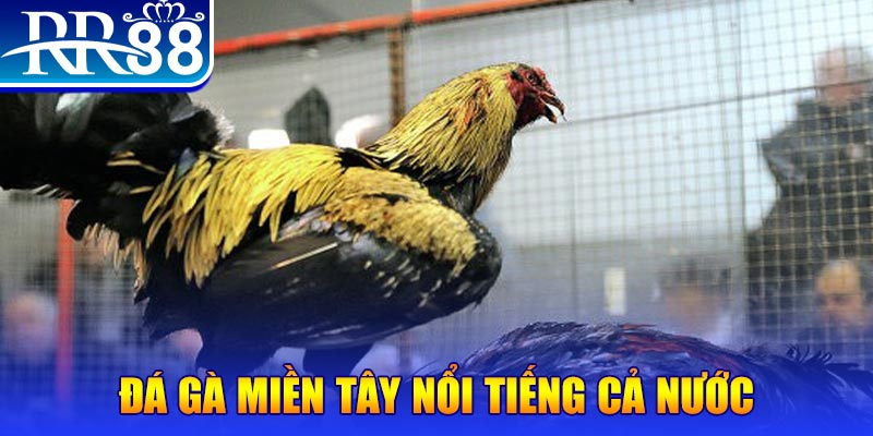vn58 đá gà 88